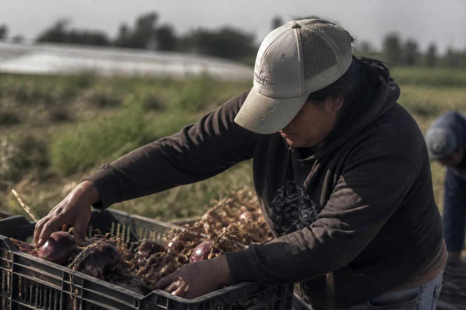 Hands harvesting produce in an agricultural field